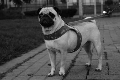 Close-up portrait of dog