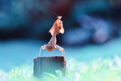 Close-up of prayin mantis on log