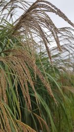 Close-up of stalks against the sky