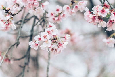 Beautiful cherry blossom flower sakura in japan during springtime