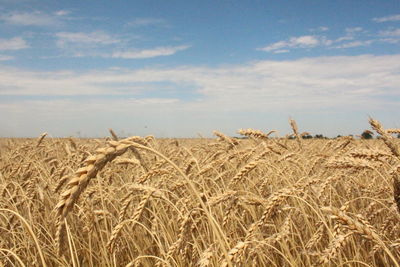 Wheat field against sky