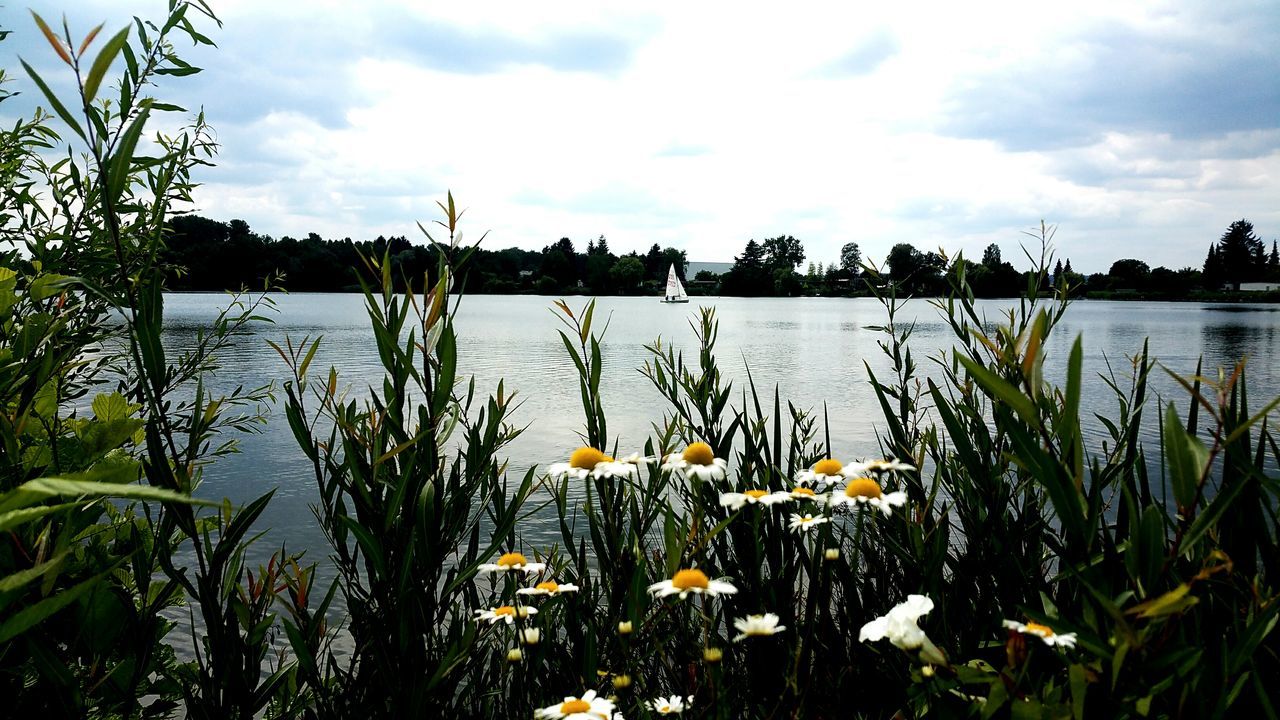 plant, water, beauty in nature, sky, growth, lake, cloud - sky, nature, tranquility, flower, scenics - nature, no people, flowering plant, tranquil scene, day, freshness, vulnerability, outdoors