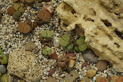 High angle view of pebbles on rock