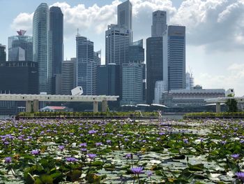 View of flowering plants and buildings in city