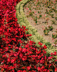 High angle view of red flowering plants