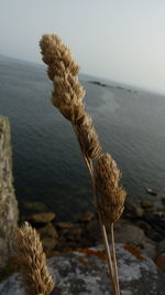 Close-up of plant on beach against sky