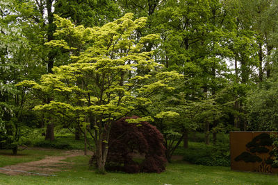 Trees in park