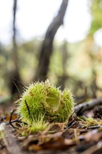Close-up of green plant