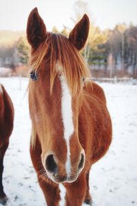 Close-up of horse on field