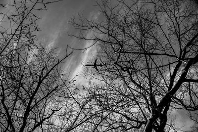 Low angle view of bird on tree against sky