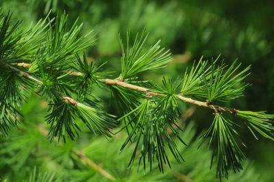 Close-up of larch tree