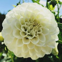 Close-up of white dahlia blooming outdoors