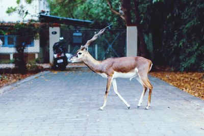 Deer standing on footpath