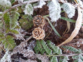 High angle view of frozen plants during winter