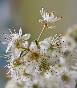 Close-up of white cherry blossom