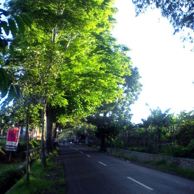 tree, road, transportation, the way forward, growth, green color, street, sunlight, nature, day, sky, car, tranquility, shadow, treelined, tree trunk, outdoors, clear sky, diminishing perspective, empty