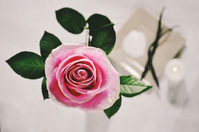 Close-up of pink rose blooming indoors