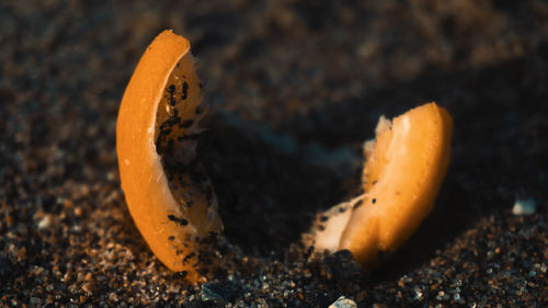 Close-up of orange crab on land