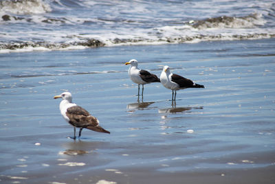 Bird in lake