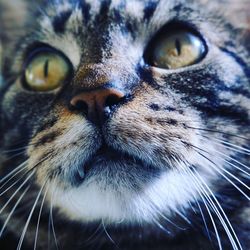 Close-up portrait of cat