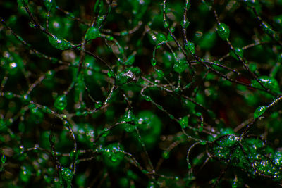 Full frame shot of raindrops on tree