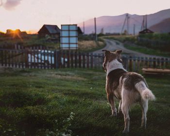 View of a dog on field
