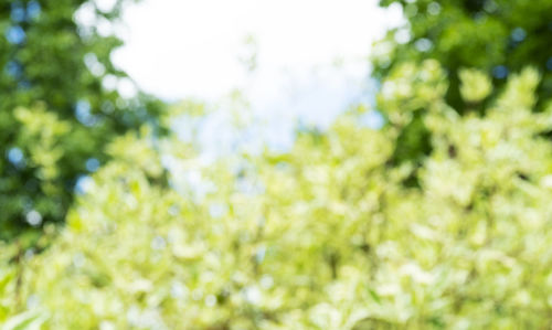 Close-up of plants against blurred background