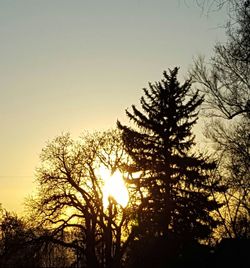 Silhouette of trees at sunset