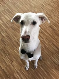 High angle portrait of dog on hardwood floor