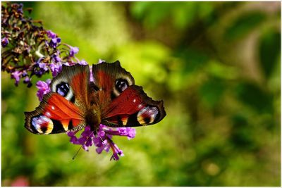 Close-up of butterfly pollinating on flower