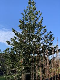 Low angle view of flowering tree against blue sky