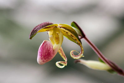 Close-up of white flowering plant