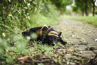 Dog in hat lying on footpath