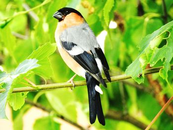 Close-up of bird perching on branch