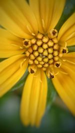 Macro shot of yellow flower