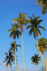 palm tree