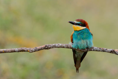 Close-up of bird perching on branch