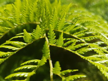 Close-up of plant