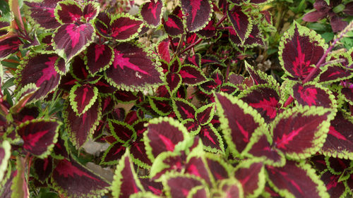 Full frame shot of red flowering plants