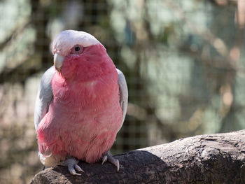 Close-up of parrot perching on wood