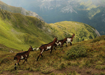 Mammals on field against mountains