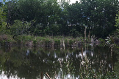 Scenic view of lake in forest