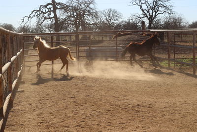 Horses running in pen
