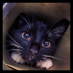 Close-up portrait of cat