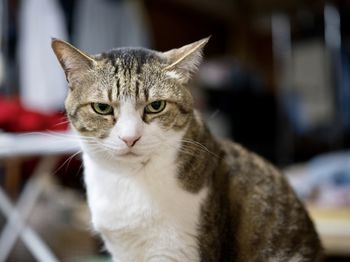 Close-up portrait of tabby cat