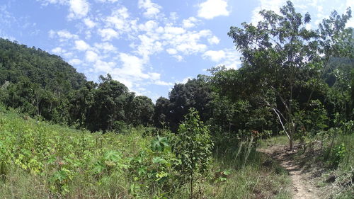 Trees on landscape against sky