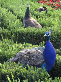 Rear view of birds on grass