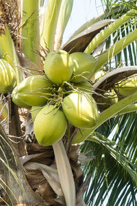 Close-up of banana tree