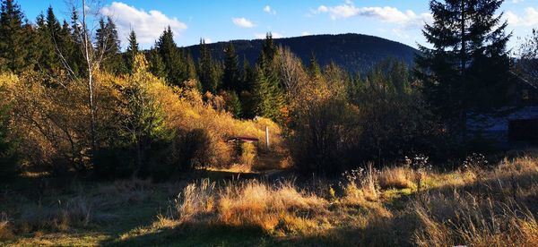 Scenic view of forest against sky during autumn