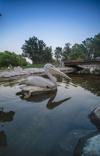 Swan floating on lake